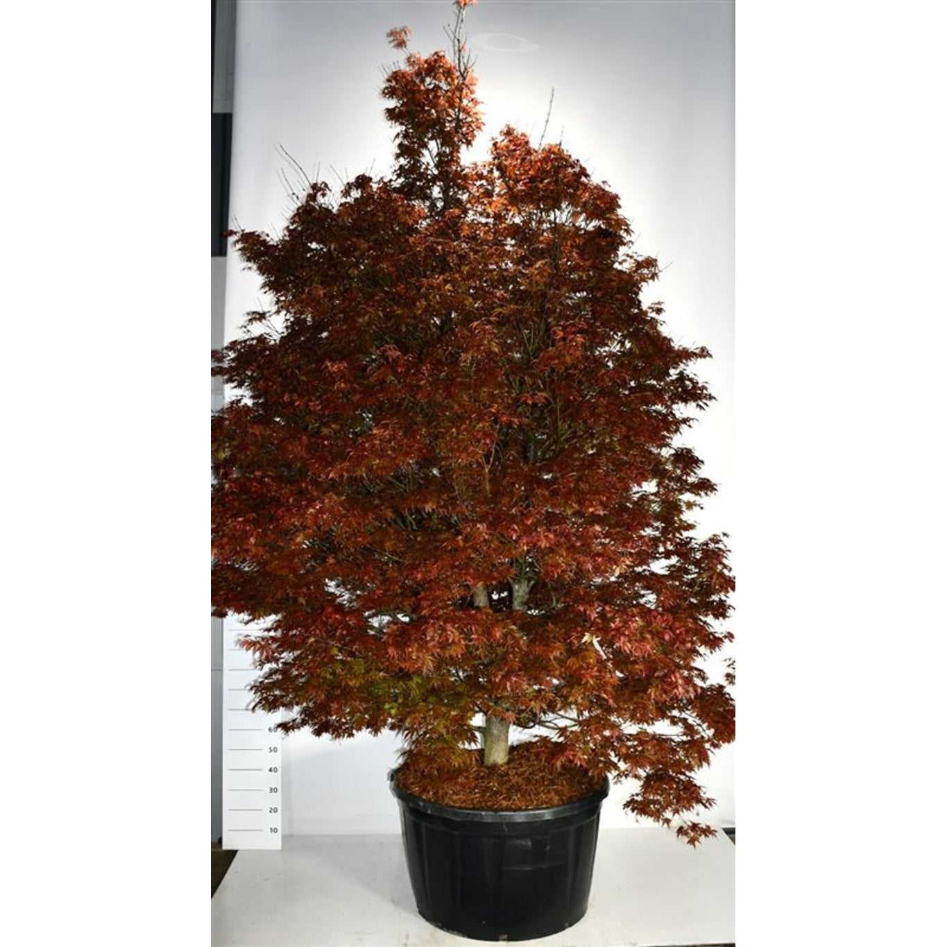 Japansk lönn – Acer palmatum 'Skeeter's Broom' - C280 300-350 cm.